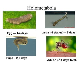 Holometabola 
Larva (4 stages)— 7 days 
Pupa – 2-3 days 
Adult-10-14 days total. 
Egg — 1-4 days 
 