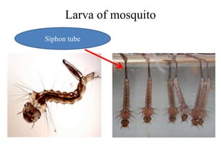 Larva of mosquito 
Siphon tube 
 