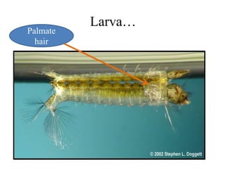 Larva… 
Palmate 
hair 
 