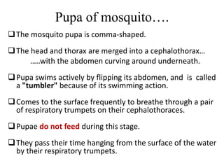 Pupa of mosquito…. 
The mosquito pupa is comma-shaped. 
The head and thorax are merged into a cephalothorax… 
…..with the abdomen curving around underneath. 
Pupa swims actively by flipping its abdomen, and is called 
a "tumbler" because of its swimming action. 
Comes to the surface frequently to breathe through a pair 
of respiratory trumpets on their cephalothoraces. 
Pupae do not feed during this stage. 
They pass their time hanging from the surface of the water 
by their respiratory trumpets. 
 
