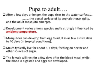 Pupa to adult…. 
 After a few days or longer, the pupa rises to the water surface…. 
……….the dorsal surface of its cephalothorax splits, 
and the adult mosquito emerges. 
 Development varies among species and is strongly influenced by 
ambient temperature. 
 Mosquitoes can develop from egg to adult in as few as five days 
to 40 days (in tropical conditions). 
 Males typically live for about 5-7 days, feeding on nectar and 
other sources of sugar. 
 The female will rest for a few days after the blood meal, while 
the blood is digested and eggs are developed. 
 