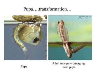 Pupa….transformation… 
Pupa 
Adult mosquito emerging 
from pupa 
 