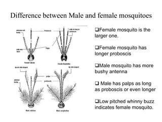 Difference between Male and female mosquitoes 
Female mosquito is the 
larger one. 
Female mosquito has 
longer proboscis 
Male mosquito has more 
bushy antenna 
 Male has palps as long 
as proboscis or even longer 
Low pitched whinny buzz 
indicates female mosquito. 
 