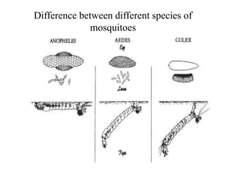 Difference between different species of 
mosquitoes 
 