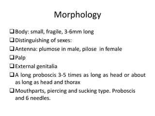 Morphology 
Body: small, fragile, 3-6mm long 
Distinguishing of sexes: 
Antenna: plumose in male, pilose in female 
Palp 
External genitalia 
A long proboscis 3-5 times as long as head or about 
as long as head and thorax 
Mouthparts, piercing and sucking type. Proboscis 
and 6 needles. 
 