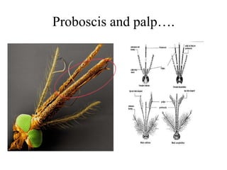 Proboscis and palp…. 
 
