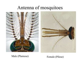 Antenna of mosquitoes 
Male (Plumose) Female (Pilose) 
 
