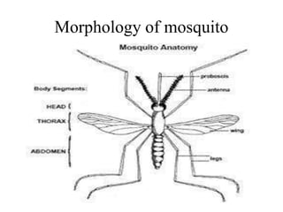 Morphology of mosquito 
 