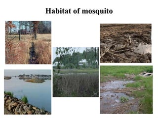 Habitat of mosquito 
 