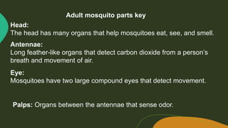 Mosquitoes 101.pptx