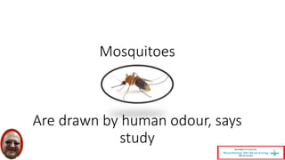 Mosquitoes 
Are drawn by human odour, says 
study 
 