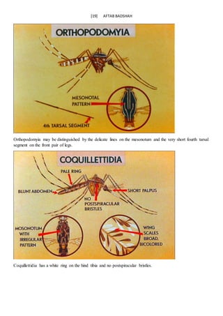 Aftab Rind Mosquitoes are insects belonging to the order diptera | DOCX