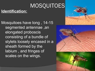 MOSQUITOES
Identification:
Mosquitoes have long , 14-15
segmented antennae ,an
elongated proboscis
consisting of a bundle of
stylets loosely encased in a
sheath formed by the
labium , and fringes of
scales on the wings.
 