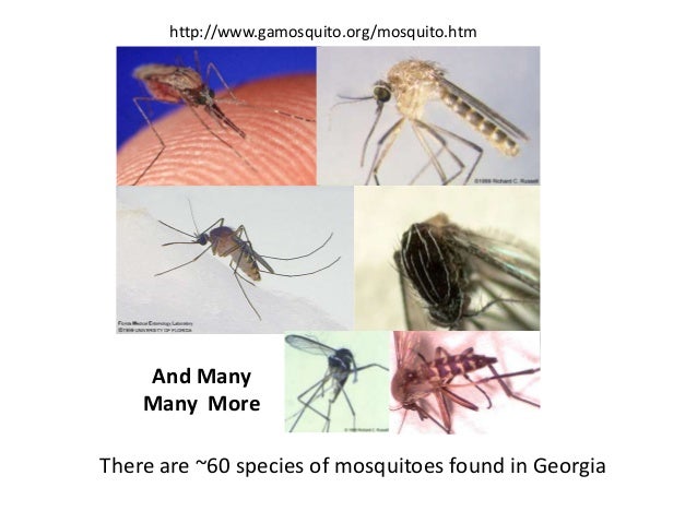 mosquitoes of georgia types of mosquitoes