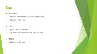 Egg
 Anopheles
 Expanded at the middle and pointed at both ends.
 laid singly in the water
 Culex
 Eggs are laid in batches,
 float on the surface of water and look like rafts
 Aedes
 laid singly in the water
 