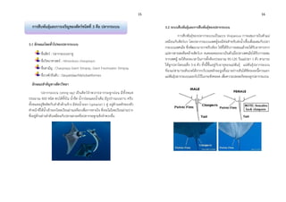 15 16
3.1 ลักษณะโดยทั่วไปของปลากระเบน
ชื่อสัตว์ : ปลากระเบนราหู
ชื่อวิทยาศาสตร์ : Himantura chaopraya
ชื่อสามัญ : Chaopraya Giant Stingray, Giant Freshwater Stingray
ชื่อวงศ์/อันดับ : Dasyatidae/Myliobatiformes
ลักษณะสาคัญทางสัตววิทยา
ปลากระเบน (string ray) เป็นสัตว์จาพวกปลากระดูกอ่อน มีทั้งหมด
ประมาณ 400 ชนิด พบได้ทั้งใน น้าจืด น้ากร่อยและน้าเค็ม มีรูปร่างแบนราบ ครีบ
ทั้งหมดอยู่ชิดติดกับลาตัวด้านข้าง มีท่อน้าออก (spiracle) 1 คู่ อยู่ด้านหลังของหัว
ทาหน้าที่ให้น้าเข้าออกไหลเวียนผ่านเหงือกเพื่อการหายใจ ซึ่งจะไม่ไหลเวียนผ่านปาก
ซึ่งอยู่ด้านล่างลาตัวเหมือนกับปลาฉลามหรือปลากระดูกแข็งจาพวกอื่น
3.2 ระบบสืบพันธุ์และการสืบพันธุ์ของปลากระเบน
การสืบพันธุ์ของปลากระเบนเป็นแบบ Viviparous การผสมภายในตัวแม่
เหมือนกับสัตว์บก โดยปลากระเบนเพศผู้จะมีท่อสาหรับส่งน้าเชื้อเพื่อผสมกับปลา
กระเบนเพศเมีย ซึ่งพัฒนามาจากครีบท้อง ไข่ที่ได้รับการผสมแล้วจะได้รับอาหารจาก
แม่ทางสายสะดือคล้ายสัตว์บก จนคลอดออกมาเป็นตัวเมื่อปลาเพศเมียได้รับการผสม
จากเพศผู้ จะใช้ระยะเวลาในการตั้งท้องประมาณ 90-120 วันแม่ปลา 1 ตัว สามารถ
ให้ลูกปลาโดยเฉลี่ย 5-6 ตัว ทั้งนี้ขึ้นอยู่กับอายุของแม่พันธุ์ แม่พันธุ์ปลากระเบน
ท้องแก่สามารถสังเกตได้จากบริเวณหลังจะนูนขึ้นมาอย่างเห็นได้ชัดระยะนี้ควรแยก
แม่พันธุ์ปลากระเบนออกไปไว้ในกระชังคลอด เพื่อความปลอดภัยของลูกปลากระเบน
การสืบพันธุ์และการเจริญของสัตว์ชนิดที่ 3 คือ ปลากระเบน
 
