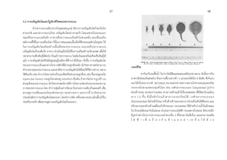 17 18
3.3 การเจริญเติบโตและวัฏจักรชีวิตของปลากระเบน
ถ้าปลากระเบนมีอาหารกินอุดมสมบูรณ์ อัตราการเจริญเติบโตก็จะเป็นไป
ตามปกติ และปลากระเบนก็จะ เจริญเติบโตอย่างรวดเร็ว โดยเฉพาะในระยะแรก
ขณะที่ปลากระเบนยังเล็ก อาหารที่ปลากระเบนกินเข้าไปส่วนหนึ่ง จะเปลี่ยนเป็น
พลังงานที่ใช้ในการเคลื่อนไหว ใช้ในการซ่อมแซมเนื้อเยื่อที่สึกหรอแต่ส่วนใหญ่จะ ใช้
ในการเจริญเติบโตเสริมสร้างเนื้อเยื่อของปลากระเบน จนกระทั่งปลากระเบน
เจริญเติบโตเกือบเต็มวัย อาหาร ส่วนใหญ่จึงเริ่มใช้ในการเสริมสร้างอวัยวะเพศ เพื่อให้
ปลาสามารถสืบพันธุ์ได้ต่อไป ถึงแม้ว่าปลากระเบน โตเต็มวัยและพร้อมที่จะสืบพันธุ์ได้
แล้ว การเจริญเติบโตก็ยังมีอยู่แต่อยู่ในอัตราที่ต่ากว่าที่เป็นมา ดังนั้น การเจริญเติบโต
ของปลากระเบนจึงแตกต่างไปจากสัตว์ที่มีกระดูกสันหลัง นักวิทยาศาสตร์สามารถ
ทานายอายุของปลากระเบน และหาอัตราการเจริญเติบโตได้โดยใช้วิธีการต่างๆ หลาย
วิธีด้วยกัน เช่น ทาการวิเคราะห์วงปีบนเกล็ดหรือส่วนกระดูกอื่นๆ เช่น ชิ้นกระดูกแก้ม
(opercular bones) กระดูกในกล่องหู (otoliths) เป็นต้น ถ้าหากไม่ปรากฏวงปี บน
ส่วนแข็งของปลากระเบน นักวิทยาศาสตร์อาจใช้การวิเคราะห์องค์ประกอบของความ
ยาวของปลากระเบน โดย ทาการสุ่มตัวอย่างวัดปลาในประชากรเดียวกันตลอดปี เพื่อ
ตรวจดูการเปลี่ยนแปลงในองค์ประกอบ ของความยาว นอกจากนี้ เรายังสามารถ
ประเมินอัตราการเจริญเติบโตของปลา โดยทาการติด เครื่องหมายปลาแล้วเลี้ยงไว้ใน
บ่อหรือกระชัง เพื่อตรวจดูความเจริญเติบโตเป็นระยะๆ
วงจรชีวิต
หากินบริเวณพื้นน้า ในปากไม่มีฟันแหลมคมเหมือนปลาฉลาม ดังนั้นการกิน
อาหารจึงค่อยเป็นค่อยไป ด้วยการเคี้ยวอย่างช้า ๆ แบ่งออกได้เป็น 4 อันดับ ซึ่งก็แบ่ง
ออกได้เป็นหลายวงศ์, หลายสกุล ขนาดแตกต่างหลากหลายไปตามสกุลและชนิด
กระจายไปตามเขตอบอุ่นทั่วโลก เช่น วงศ์ปลากระเบนธง (Dasyatidae) รูปร่าง
ค่อนข้างกลม จะงอยปากแหลม หางยาวคล้ายแส้ มีเงี่ยงแหลมคม ที่มีพิษบริเวณโคน
หาง 1-2 ชิ้น ที่เมื่อหักไปแล้วสามารถงอกใหม่ได้, วงศ์ปลากระเบนนก
(Myliobatidae) มีส่วนหัวโหนก ครีบด้านข้างแยกออกจากส่วนหัวเห็นได้ชัดเจน และ
ครีบขยายออกด้านข้างเสมือนกับปีกของนก ปลายแหลม ใช้สาหรับว่ายน้าในลักษณะ
โบกโบยเหมือนนกบินในทะเล ส่วนปลากระเบนไฟฟ้า พบเฉพาะในทะเล มีขนาดเล็ก
มีรูปร่างต่างไปจากปลากระเบนจาพวกอื่น ๆ ที่โคนหางไม่มีเงี่ยง และสามารถผลิต
ไ ฟ ฟ้ า เ พื่ อ ป้ อ ง กั น ตั ว แ ล ะ ล่ า เ ห ยื่ อ ไ ด้ ด้ ว ย
 