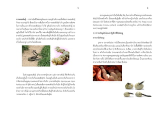 5 6
การผสมพันธุ์ : การดาเนินชีวิตของงูส่วนมาก จะอยู่ตัวเดียว แต่เมื่อต้องการผสมพันธุ์
ก็จะมารวมกลุ่มกัน ซึ่งจะเป็นการเพิ่มโอกาส ในการผสมพันธุ์สาเร็จ งูจะมีความพิเศษ
ในการเลื่อนเวลา ที่จะผสมพันธุ์ออกไปได้ งูตัวเมียสามารเก็บ สเปิร์มของตัวผู้ รอ
จนกระทั่งอยู่ในสภาพแวดล้อม ที่เหมาะกับการเจริญเติบโตของลูก ๆ ซึ่งจะหลังจาก
ฤดูใบไม้ผลิ ก็จะใช้วิธีวางไข่ และก็มีบางสายพันธุ์ที่ฟักไข่ในตัว และออกลูก แม้ว่าบาง
สายพันธุ์ งูจะผสมพันธุ์หลายเวลา เมื่อผสมพันธุ์กับตัวเมีย ที่เป็นคู่เสร็จแล้วก็จะแยก
ออกไป ผสมกับตัวอื่นได้อีก งูตัวเมียก็จะไป ผสมพันธุ์กับตัวผู้อื่นอีกเช่นกัน และหลาย
ครั้งเมื่อออกลูก ลูกก็จะไม่เหมือนพ่อ
ในช่วงฤดูผสมพันธุ์ งูก็จะออกหาคู่ตามทาง แต่บางสายพันธุ์ ที่จาศีลร่วมกัน
เป็นร้อยอยู่ในถ้า พวกมันก็จะผสมพันธุ์กัน ก่อนฤดูใบไม้ผลิ และพวกมันก็จะออกจาก
จาศีลก่อนสิ้นฤดูหนาว และแยกย้ายจากกันไป บางสายพันธุ์เช่น Mamba และ Viper
Rattlesnake ตัวผู้ต้องต่อสู้ เพื่อแย่งชิงการผสมพันธุ์กับตัวเมีย ตัวผู้กับตัวผู้ก็จะพัน
รอบตัวเมีย พยายามที่จะ ผสมพันธุ์กับตัวเมีย การเคลื่อนไหวของพวกมันก็จะเป็น ไป
ด้วยทางทางที่นุ่มนวล แต่ก็จะมีตัวหนึ่งได้ผสมพันธุ์กับตัวเมียก่อน อีกตัวก็จะขดเป็น
วงกลมรอเงียบ ๆ อยู่ใกล้ ๆ เพื่อรอที่จะผสมพันธุ์ต่อ
ความอุดมสมบูรณ์ เป็นปัจจัยที่สาคัญ ในการดารงชีวิตของงู พวกมันจะผสม
พันธุ์กันปีละหนึ่งครั้ง เมื่อผสมพันธุ์แล้ว สเปิร์มก็จะอยู่ในตัวเมีย และก็รอเวลาที่จะ
ผสมและวางไข่ ในช่วงเวลาที่มีความอุดมสมบูรณ์ของสิ่งแวดล้อม The Ridge-nosed
Rattlesnake Crotalus willardi จะผสมพันธุ์ในช่วงฤดูร้อน แต่ไข่จะยังไม่พัฒนา
จนกว่าจะฤดูใบไม้ผลิ
1.3 การเจริญเติบโตและวัฏจักรชีวิตของงู
การวางไข่ของงู
งูหลาย ๆ สายพันธุ์จะวางไข่ โดยเฉพาะงูในเขตโซนร้อน เพราะไข่จะพัฒนาได้
ดีในสิ่งแวดล้อม ที่มีความอบอุ่น และแม่งูก็เลือกที่จะวางไข่ ในพื้นที่ที่มีความปลอดภัย
เพราะไข่จะต้องใช้เวลาในการ ฟักตัวประมาณ 3 เดือน บางสายพันธุ์ก็วางไข่ในโพรง
ในทราย หรือในช่องหิน โดยเฉพาะใบบริเวณที่มีเศษใบไม้แห้ง เปลือกไม้แห้ง
เนื่องจากง่าย ต่อการขุดหลุมของแม่งู และมีคุณสมบัติที่ดี ในการผลิตความร้อน และ
ป้องกันความชื้น ได้ดี ไข่ต้องการความชื้น เพราะว่าเปลือกไข่จะนุ่ม น้าและออกซิเจน
สามารถซึมเข้าไปได้ เพื่อช่วยในการพัฒนาตัวอ่อน
 