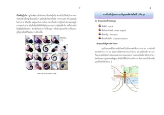 7 8
ชีวิตที่อยู่ในไข่ : งูเริ่มพัฒนาเป็นตัวอ่อน ตั้งแต่อยู่ในไข่ พวกมันไม่ได้เติบโต จากรก
ดังเช่นสัตว์เลี้ยงลูกด้วยนมอื่น ๆ แต่มันเติบโตจากผังผืด การอาบแดด สร้างอุณหภูมิ
ในร่างกาย ให้แก่มัน แม่งูจะเก็บความร้อน ก่อนที่จะมีการปฎิสนธิ เพราะอุณหภูมิ
ภายนอกร่างกาย เป็นปัจจัยหนึ่งที่สาคัญในกระบวนการ ปฎิสนธิสาเร็จ แต่ก็ไม่รวมไป
ถึงงูที่อยู่ในโซนหนาว พวกมันก็จะมากวางไข่ในภูเขา หรือพวกงูทะเลก็จะวางไข่บนบก
งูที่อยู่บนต้นไม้ก็จะลงมาวางไข่บนพื้น
Snake egg development stage
2.1 ลักษณะโดยทั่วไปของยุง
ชื่อสัตว์ : ยุงลาย
ชื่อวิทยาศาสตร์ : Aedes aegypti
ชื่อสามัญ : Mosquito
ชื่อวงศ์/อันดับ : Culicidae/Diptera
ลักษณะสาคัญทางสัตววิทยา
ยุงเป็นแมลงที่มีขนาดเล็กโดยทั่วไปมีขนาดลาตัวยาว 4-6 มม. บางชนิดมี
ขนาดเล็กมาก 2-3 มม. และบางชนิดอาจยาวมากกว่า 10 มม.ยุงมีส่วนหัว อก และ
ท้อง มองเห็นได้อย่างชัดเจนและสามารถแยกออกจากแมลงชนิดอื่น ได้อย่างง่ายๆ
โดยสังเกตจากรูปพรรณสัณฐาน ดังต่อไปนี้คือ มีปากคล้ายงวง ยื่นยาวออกไปข้างหน้า
และมีปีกสาหรับบิน 1 คู่
การสืบพันธุ์และการเจริญของสัตว์ชนิดที่ 2 คือ ยุง
 