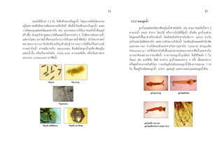 11 12
ระยะไข่ใช้เวลา 2-3 วัน จึงฟักตัวออกเป็นลูกน้า ในยุงบางชนิดไข่สามารถ
อยู่ในสภาพแห้งได้หลายเดือนจนกระทั่งเป็นปี เมื่อมีน้าก็จะฟักออกเป็นลูกน้า แหล่ง
วางไข่ของยุงแต่ละชนิดแตกต่างกัน เช่น ยุงลายชอบวางไข่ในภาชนะขังน้าที่มนุษย์
สร้างขึ้น ส่วนยุงราคาญชอบวางไข่ในแหล่งน้าสกปรกต่าง ๆ น้าเสียจากท่อระบายน้า
แต่หากไม่พบ สภาพน้าที่ชอบยุงก็อาจวางไข่ในสภาพน้าที่ผิดไป นักวิทยาศาสตร์
หลายคนรายงานว่าปัจจัยที่ช่วยให้ยุงตัวเมียรู้ว่าควรจะวางไข่ที่ใดก็คือสารเคมี
บางอย่างในน้า สารเคมีอาจเป็น diglycerides ซึ่งผลิตโดยลูกน้ายุงที่อาศัยอยู่ใน
แหล่งน้านั้น หรือเป็นกรดไขมัน (Fatty acid) จากแบคทีเรีย หรือเป็นสารพวก
phenolic compounds จากพืชน้า
2.3.2 ระยะลูกน้า
ลูกน้ายุงแต่ละชนิดอาศัยอยูในน้าต่างชนิดกัน เช่น ตามภาชนะขังน้าต่าง ๆ
ตามบ่อน้า หนอง ลาธาร โพรงไม้ หรือกาบใบไม้ที่อุ้มน้า เป็นต้น ลูกน้ายุงส่วน
ใหญ่ลอยตัวขึ้นมาหายใจบนผิวน้า โดยมีท่อสาหรับหายใจเรียกว่า siphon ยกเว้น
ยุงก้นปล่องไม่มีท่อหายใจ แต่จะวางตัวขนานกับผิวน้า โดยมีขนลักษณะคล้ายใบพัด
(palmate hair) ช่วยให้ลอยตัวและหายใจทางรูหายใจ (spiracle) ส่วนยุงเสือ
(Mansonia sp.) จะใช้ท่อหายใจซึ่งสั้นและปลายแหลมเจาะพวกพืชน้าและหายใจ
เอาออกซิเจนผ่านรากของพืชน้า อาหารของลูกน้ายุงได้แก่ สิ่งมีชีวิตเล็ก ๆ ใน
นั่นเอง เช่น แบคทีเรีย ยีสต์ สาหร่าย ลูกน้าจะลอกคราบ 4 ครั้ง เมื่อลอกคราบ
ครั้งสุดท้ายกลายเป็นตัวโม่ง การเจริญเติบโตในระยะลูกน้าใช้เวลาประมาณ 7-10
วัน ขึ้นอยู่กับชนิดของลูกน้า อาหาร อุณหภูมิ และความหนาแน่นของลูกน้าด้วย
 