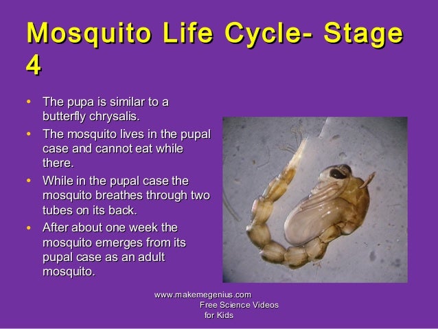 Mosquito life cycle