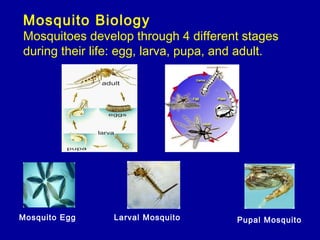Mosquito Biology
Mosquitoes develop through 4 different stages
during their life: egg, larva, pupa, and adult.
Pupal MosquitoLarval MosquitoMosquito Egg
 