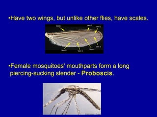 •Have two wings, but unlike other flies, have scales.
•Female mosquitoes' mouthparts form a long
piercing-sucking slender - Proboscis.
 
