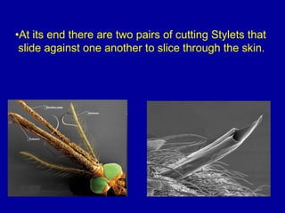•At its end there are two pairs of cutting Stylets that
slide against one another to slice through the skin.
 