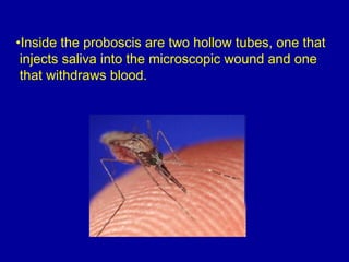 •Inside the proboscis are two hollow tubes, one that
injects saliva into the microscopic wound and one
that withdraws blood.
 