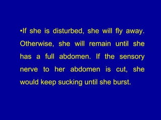 •If she is disturbed, she will fly away.
Otherwise, she will remain until she
has a full abdomen. If the sensory
nerve to her abdomen is cut, she
would keep sucking until she burst.
 