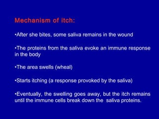 Mechanism of itch:
•After she bites, some saliva remains in the wound
•The proteins from the saliva evoke an immune response
in the body
•The area swells (wheal)
•Starts itching (a response provoked by the saliva)
•Eventually, the swelling goes away, but the itch remains
until the immune cells break down the saliva proteins.
 