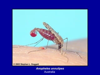 Anopheles annulipes
Australia
 