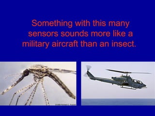 Something with this many
sensors sounds more like a
military aircraft than an insect.
 