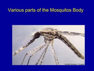 Various parts of the Mosquitos Body
 
