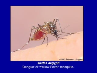 Aedes aegypti
'Dengue' or 'Yellow Fever' mosquito.
 