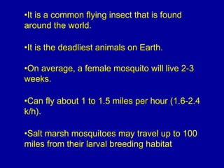 •It is a common flying insect that is found
around the world.
•It is the deadliest animals on Earth.
•On average, a female mosquito will live 2-3
weeks.
•Can fly about 1 to 1.5 miles per hour (1.6-2.4
k/h).
•Salt marsh mosquitoes may travel up to 100
miles from their larval breeding habitat
 