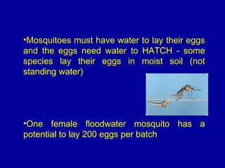 •Mosquitoes must have water to lay their eggs
and the eggs need water to HATCH - some
species lay their eggs in moist soil (not
standing water)
•One female floodwater mosquito has a
potential to lay 200 eggs per batch
 