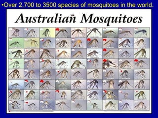 •Over 2,700 to 3500 species of mosquitoes in the world.
 