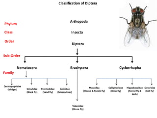 Diptera
Nematocera Brachycera Cyclorrhapha
Ceratopognidae
(Midges) Simulidae
(Black fly)
Psychodidae
(Sand fly)
Culicidae
(Mosquitoes)
Muscidea
(House & Stable fly)
Calliphoridae
(Blow fly)
Hippoboscidae
(Forest fly &
keds)
Oestridae
(bot fly)
Tabanidae
(Horse fly)
Classification of Diptera
Order
Sub-Order
Family
Arthopoda
InsectaClass
Phylum
 