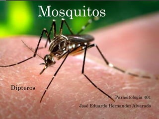 Mosquitos
Dípteros
Parasitología 401
José Eduardo Hernandez Alvarado
 