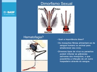 Hematofagia?
• Qual a importância disso?
• Os mosquitos fêmea alimentam-se de
sangue humano ou animal para
amadurecer seu ovos.
• Diversos tipos de vírus ou parasitos
podem infectar as glândulas
salivares dos mosquitos, o que
possibilita a infecção de um outro
hospedeiro através do sangue.
Dimorfismo Sexual
 