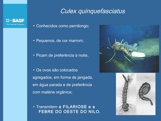 Culex quinquefasciatus
▪ Conhecidos como pernilongo;
▪ Pequenos, de cor marrom;
▪ Picam de preferência à noite;
▪ Os ovos são colocados
agregados, em forma de jangada,
em água parada e de preferência
com matéria orgânica;
▪ Transmitem a FILARIOSE e a
FEBRE DO OESTE DO NILO.
 
