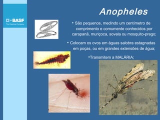 Anopheles
• São pequenos, medindo um centímetro de
comprimento e comumente conhecidos por
carapanã, muriçoca, sovela ou mosquito-prego;
• Colocam os ovos em águas salobra estagnadas
em poças, ou em grandes extensões de água;
•Transmitem a MALÁRIA;
 