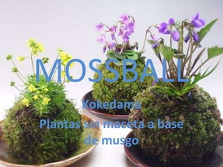 MOSSBALL
Kokedama
Plantas sin maceta a base
de musgo
 
