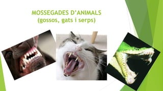 MOSSEGADES D’ANIMALS
(gossos, gats i serps)
 