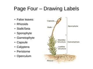 Page Four – Drawing Labels
● False leaves
● Rhizoids
● Stalk/Seta
● Sporophyte
● Gametophyte
● Capsule
● Calyptera
● Peristome
● Operculum
 