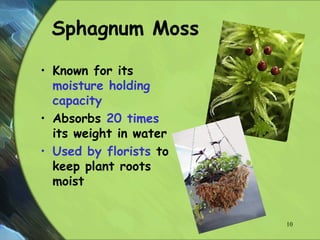 Sphagnum Moss
• Known for its
moisture holding
capacity
• Absorbs 20 times
its weight in water
• Used by florists to
keep plant roots
moist
10
 