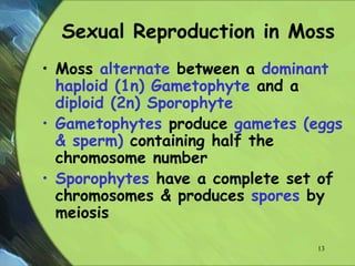 Sexual Reproduction in Moss
• Moss alternate between a dominant
haploid (1n) Gametophyte and a
diploid (2n) Sporophyte
• Gametophytes produce gametes (eggs
& sperm) containing half the
chromosome number
• Sporophytes have a complete set of
chromosomes & produces spores by
meiosis
13
 