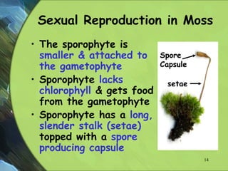 Sexual Reproduction in Moss
• The sporophyte is
smaller & attached to
the gametophyte
• Sporophyte lacks
chlorophyll & gets food
from the gametophyte
• Sporophyte has a long,
slender stalk (setae)
topped with a spore
producing capsule
setae
Spore
Capsule
14
 