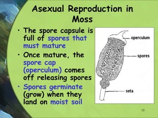 Asexual Reproduction in
Moss
• The spore capsule is
full of spores that
must mature
• Once mature, the
spore cap
(operculum) comes
off releasing spores
• Spores germinate
(grow) when they
land on moist soil
15
 